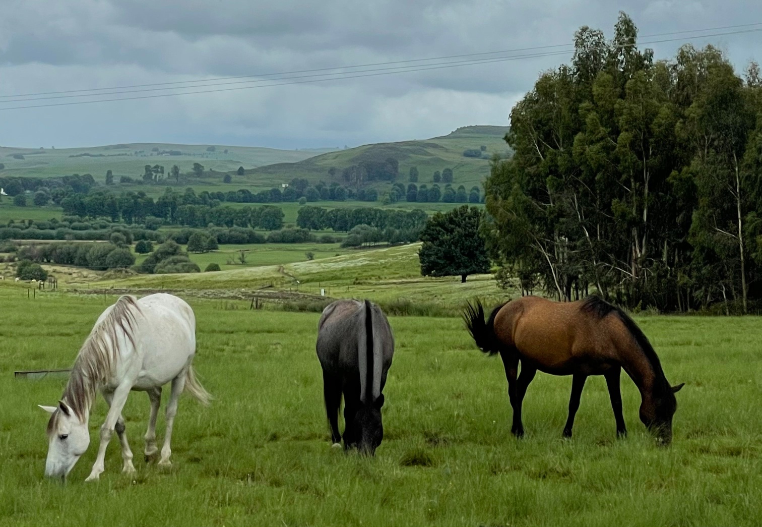 How to find horse friendly trail riding holidays abroad Hooves Around the World